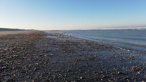 Une plage jonchée de débris et où l’on peut observer des oiseaux.