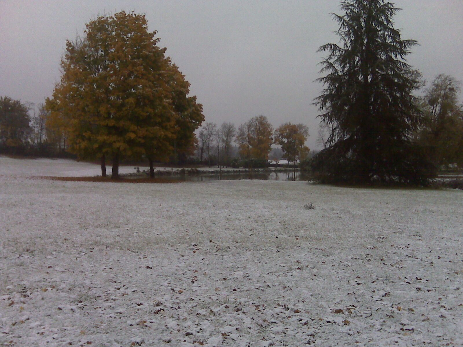 A snowy field with a large tree and a coniferous tree in the background.