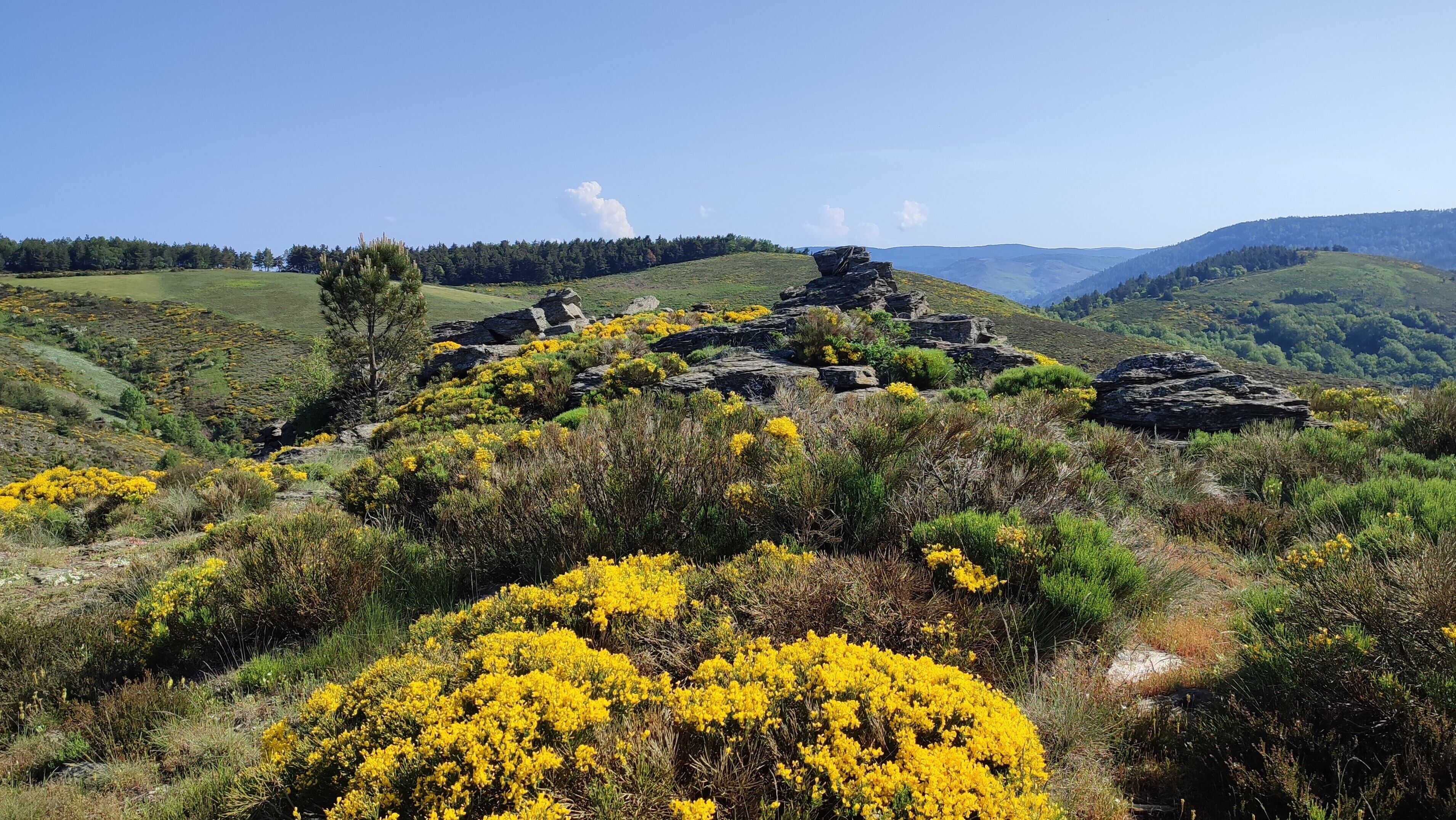 A natural landscape with rocky terrain, yellow flowering shrubs, and distant hills under a clear sky.