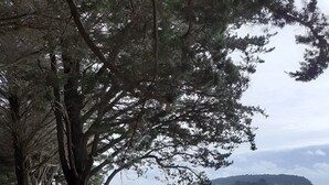 Uma praia com árvores grandes e um litoral rochoso.
