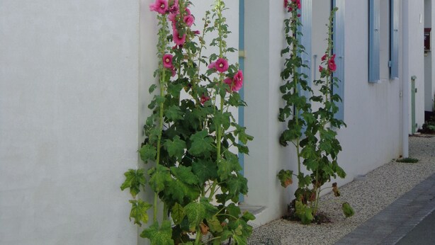 A narrow street with white buildings and blue shutters. - Pretty house classified 3 *** style retais (Saint-Martin-De-Ré)
