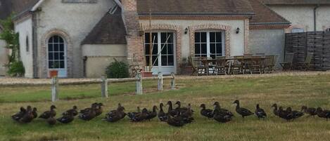 Un edificio con fachada de ladrillo y techo inclinado, rodeado de un área verde con patos.