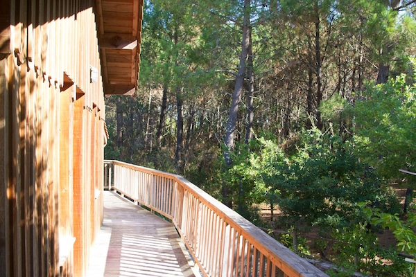 Arrière de la maison vue sur la forêt domanial