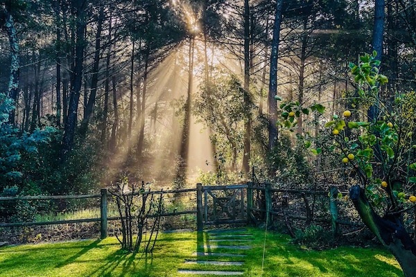 Sortie vers la Forêt (derrière la maison)