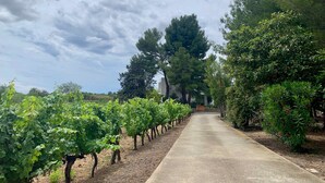 A vineyard with rows of grapevines and a paved path. - The Zen villa, sun and idleness (Pinet)