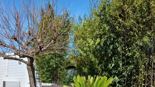 Een terras met buitenmeubilair, een grote potplant en een houten dek.