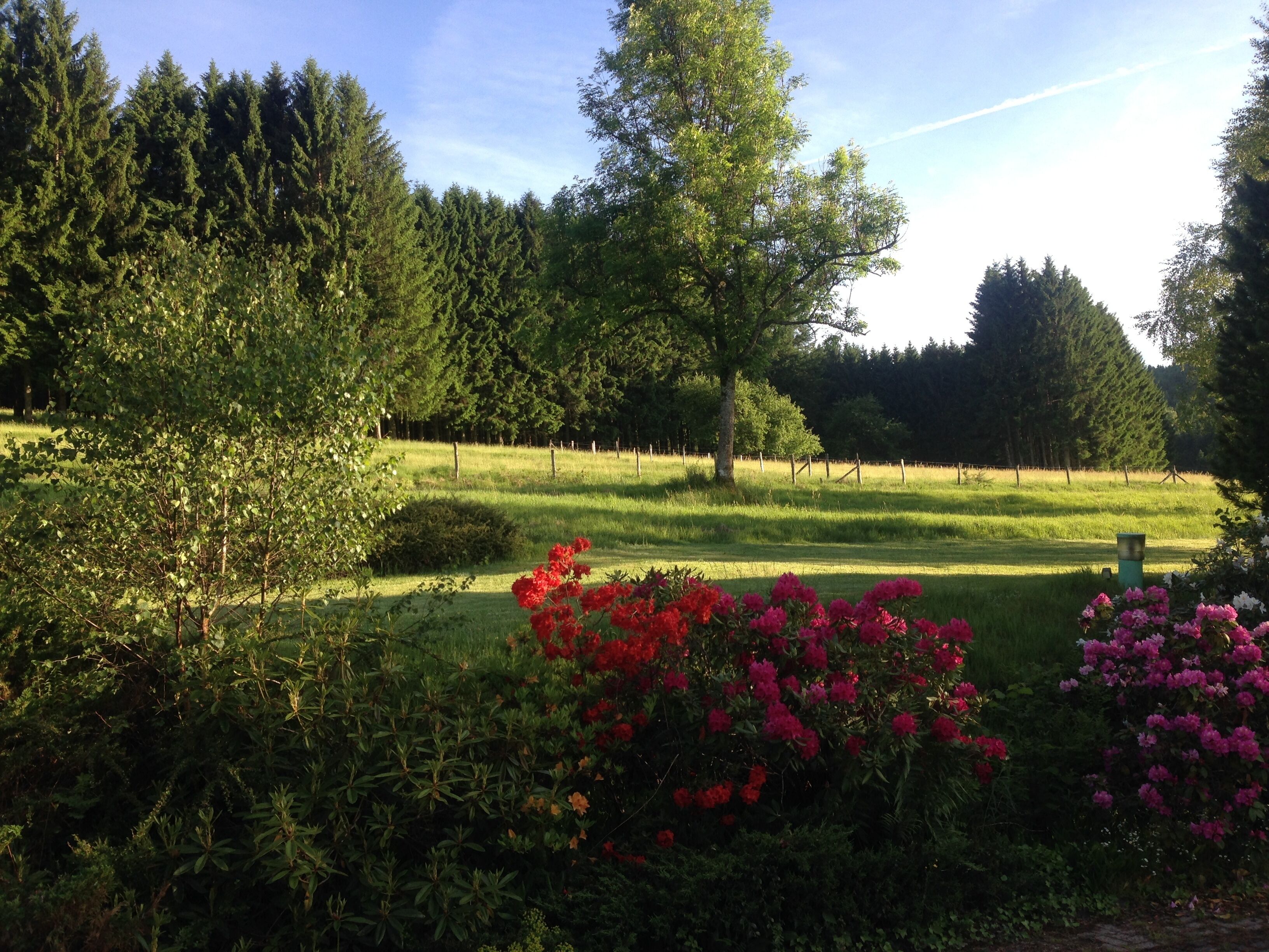 Ein Garten mit verschiedenen Pflanzen und Bäumen, eine Wiese und ein Zaun im Hintergrund.