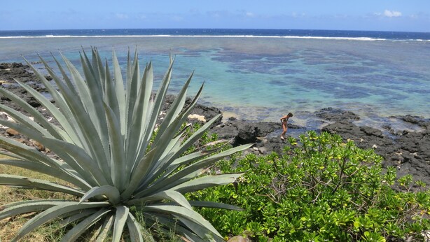 A coastal landscape with a large agave plant in the foreground, rocky shoreline, and a person standing near the water's edge. - Bright apartment 80 meters from the lagoon, with large covered terrace (La Saline-Les-Bains)