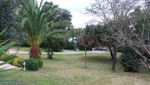 Un jardin aménagé avec un palmier, un petit arbre et divers arbustes.