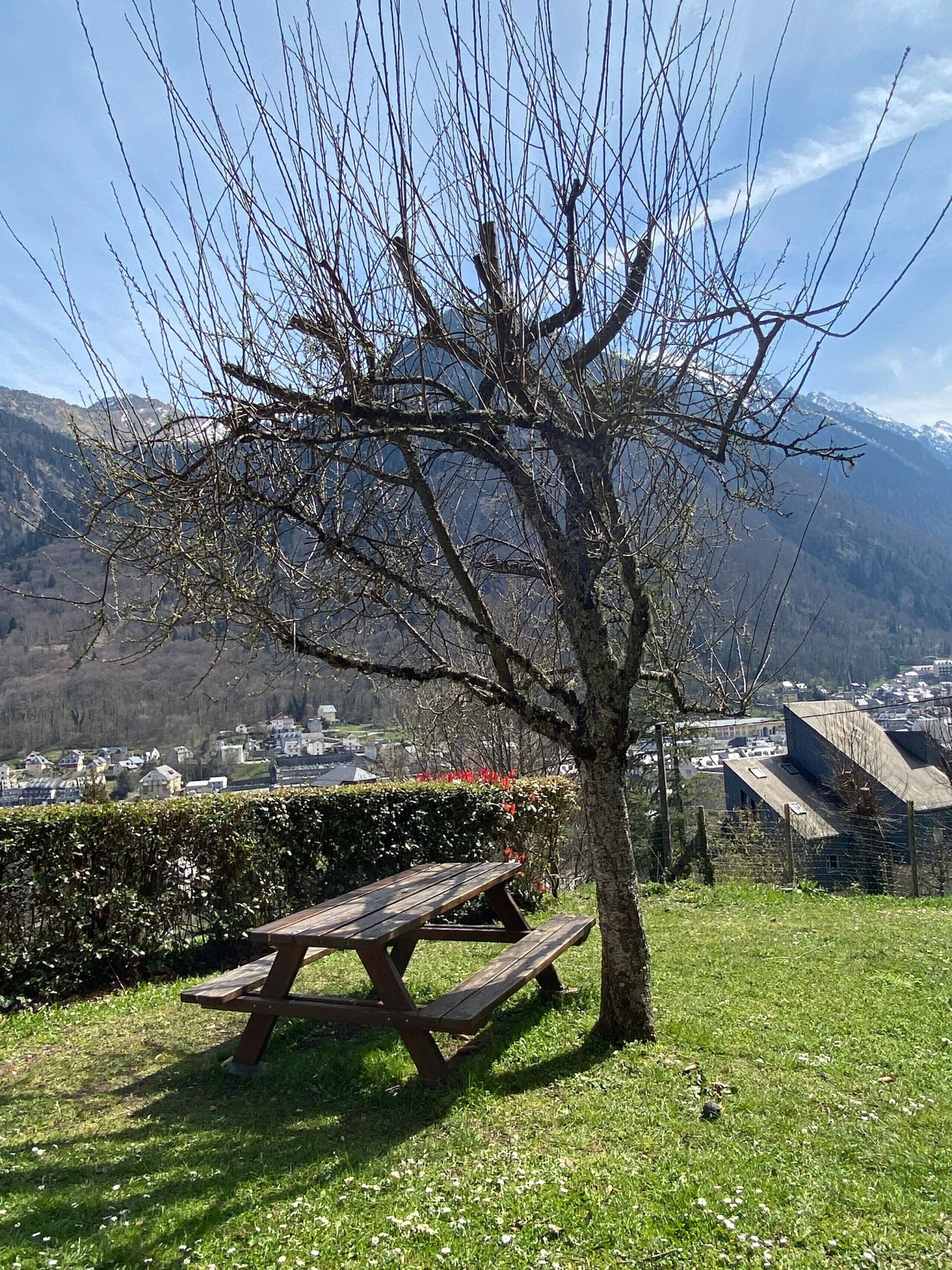 A picnic table with a tree in the foreground and a mountainous landscape in the background.