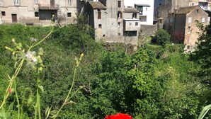 Un ensemble de bâtiments historiques comprenant plusieurs structures, entouré d’une végétation luxuriante et agrémenté, au premier plan, d’une fleur rouge bien visible.