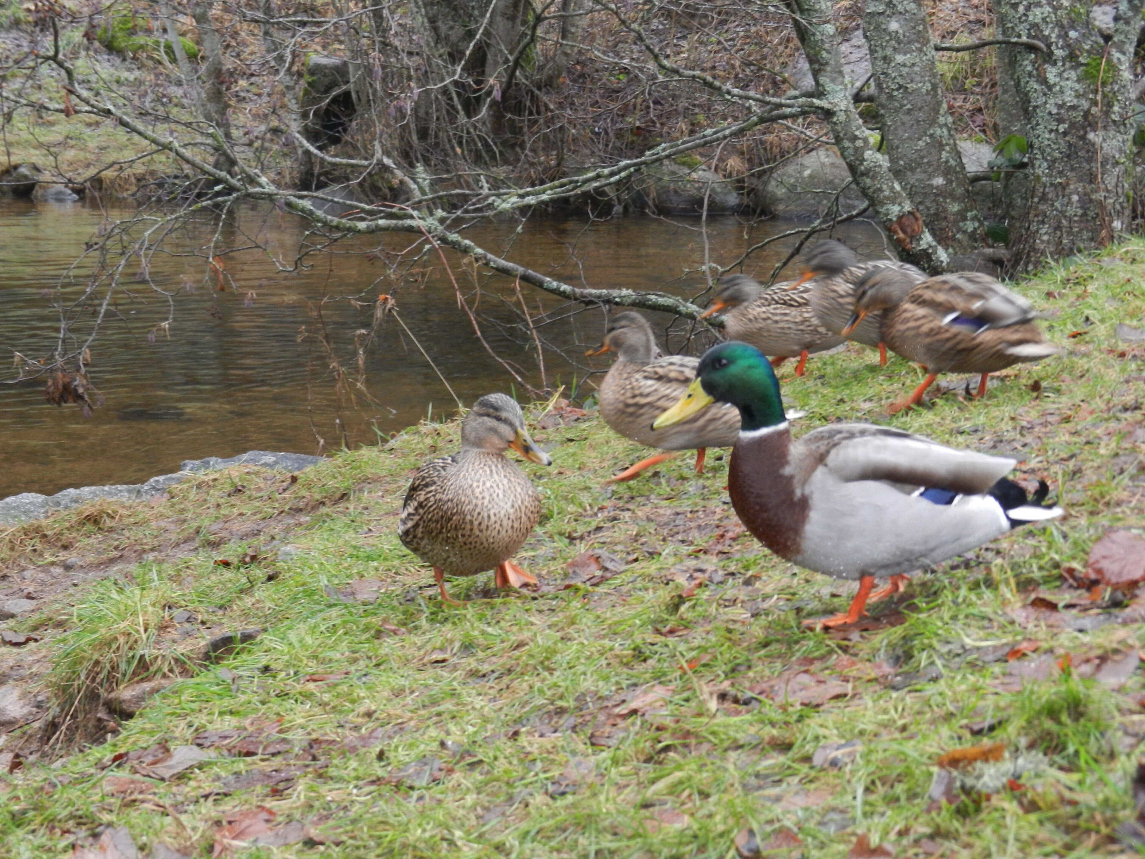 A group of ducks near a body of water with trees in the background.