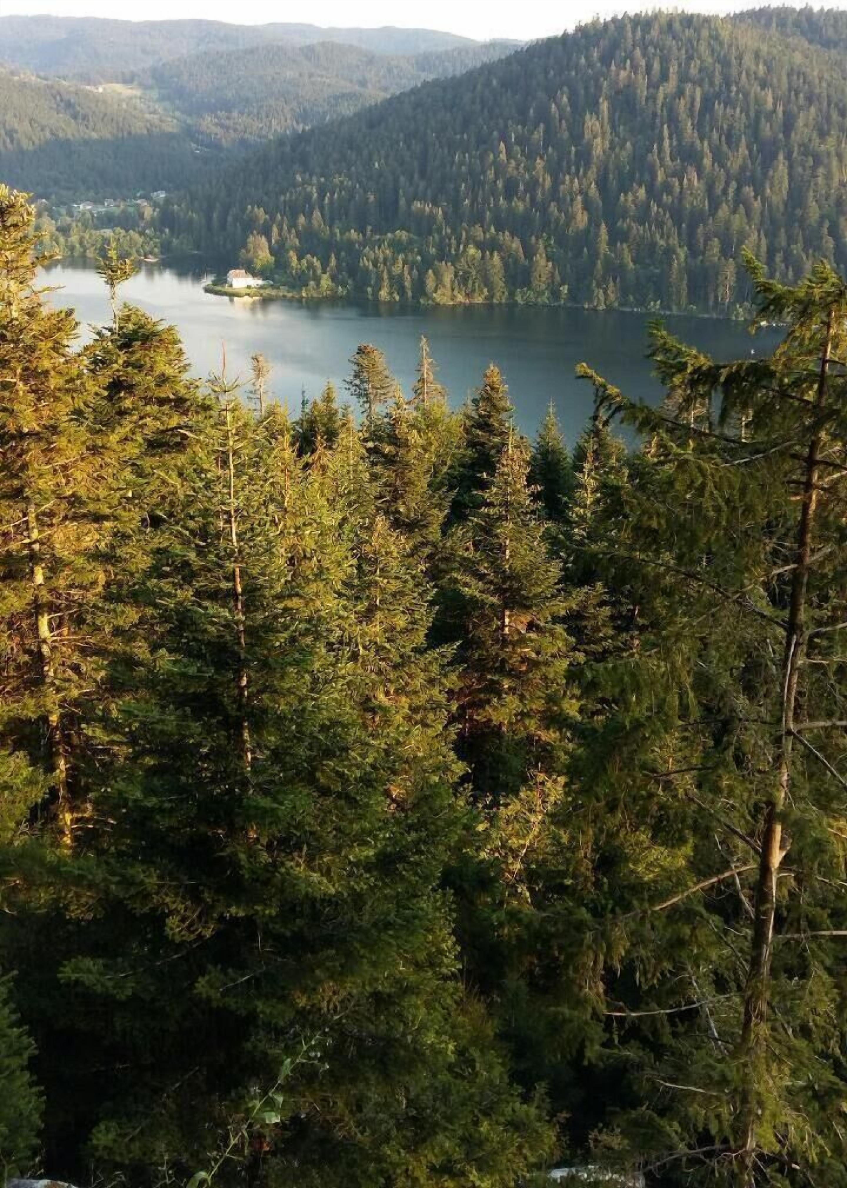 A dense forest with a lake and a small building in the distance.
