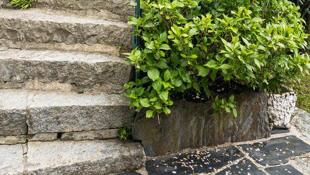 Una escalera de piedra con barandilla de metal, rodeada de exuberante follaje y flores blancas.