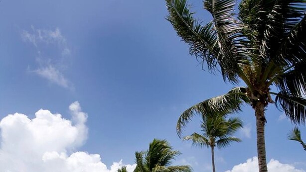 Vista de una playa con palmeras, arena y sillas de descanso.
