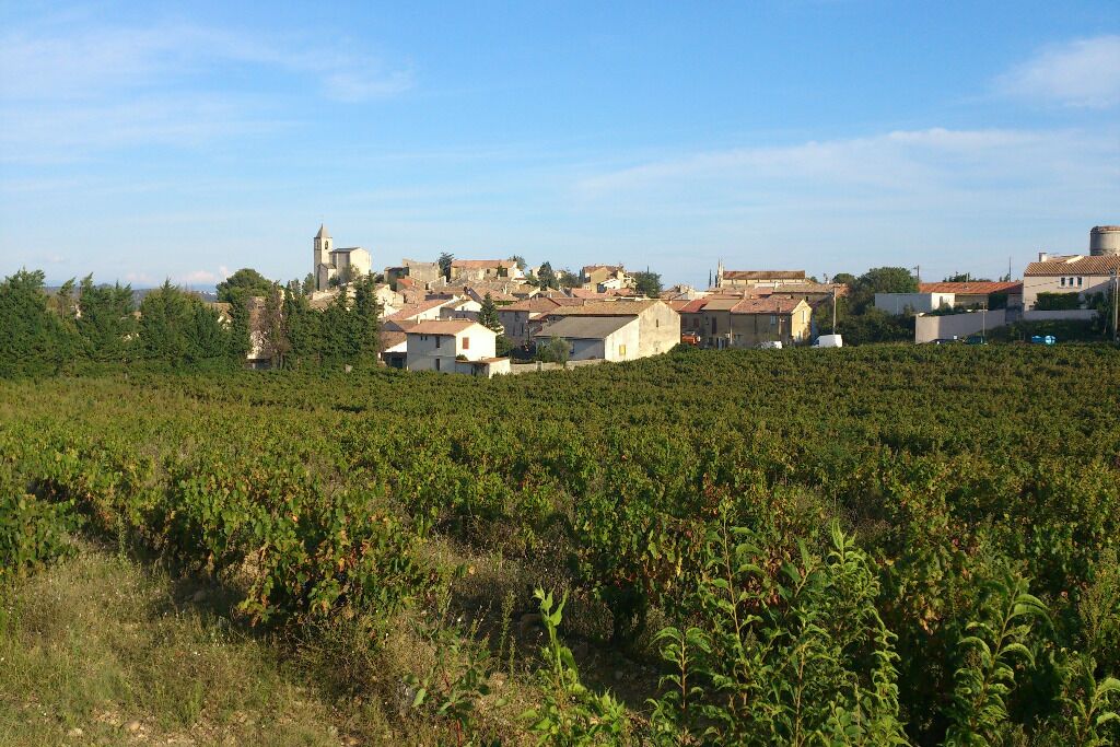 Un vigneto con filari di viti e una città sullo sfondo.