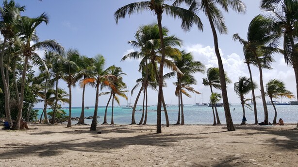 A sandy beach with tall palm trees and a clear blue sea. - Villa Majeya - Modern comfort, exotic setting near the beach                    (SAINT-FRANCOIS)