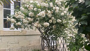 Un jardín con rosas blancas, un muro de piedra y una verja de metal.