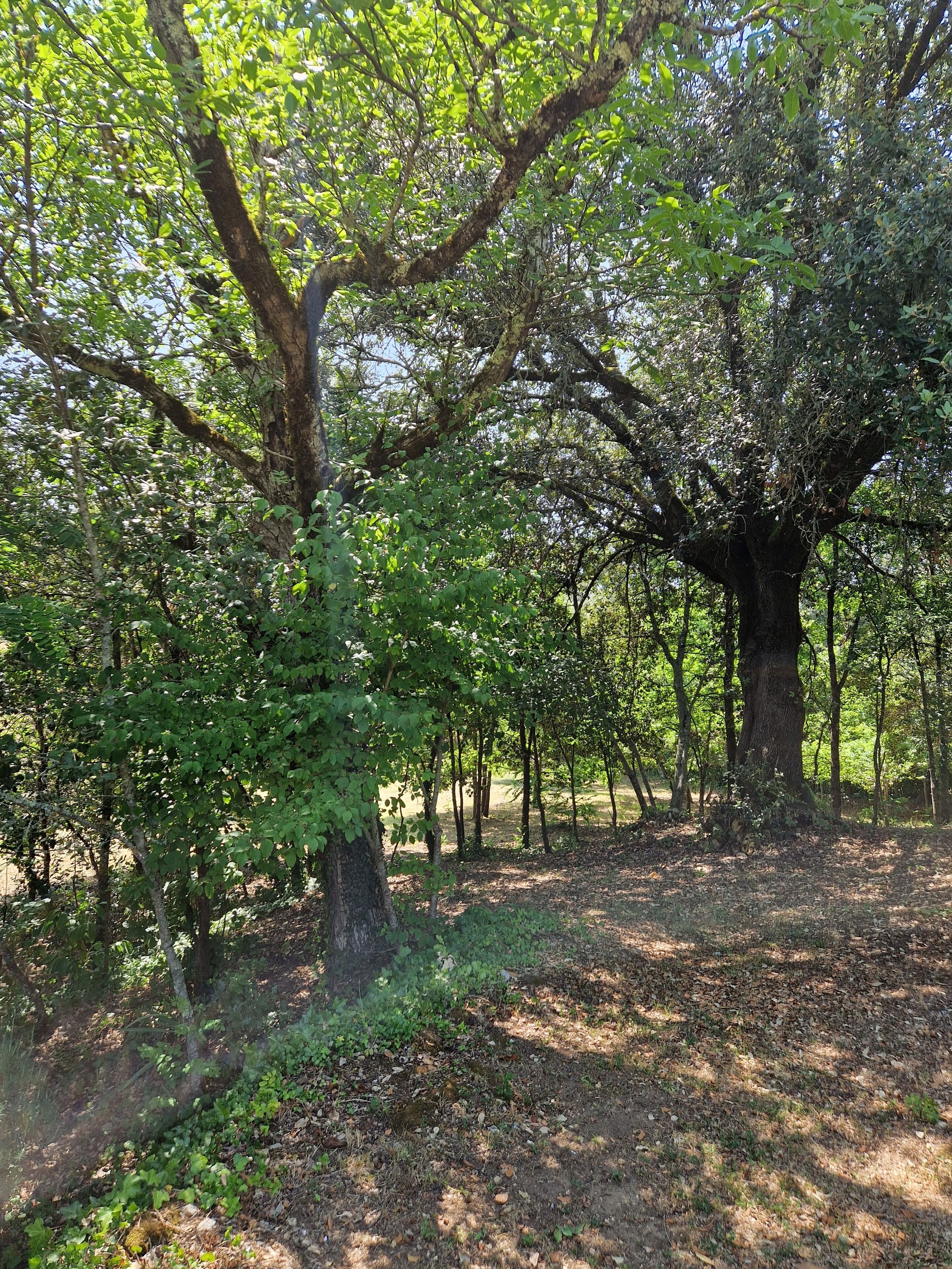 Une zone boisée avec un grand arbre au centre, entouré d’arbres plus petits et d’une végétation arbustive.