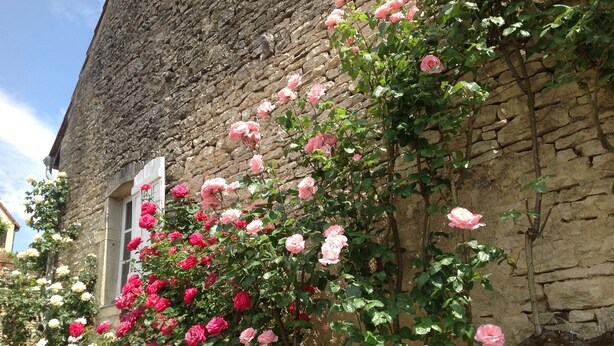 A building with a stone facade and a rose bush climbing up the wall. - Le P'tit Pichot Charming Cottage in little wine village 8kms from Beaune (Nantoux)