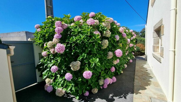A narrow alley with a lush hydrangea bush in full bloom.