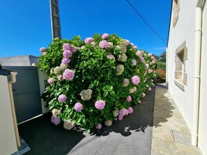 A narrow alley with a lush hydrangea bush in full bloom.