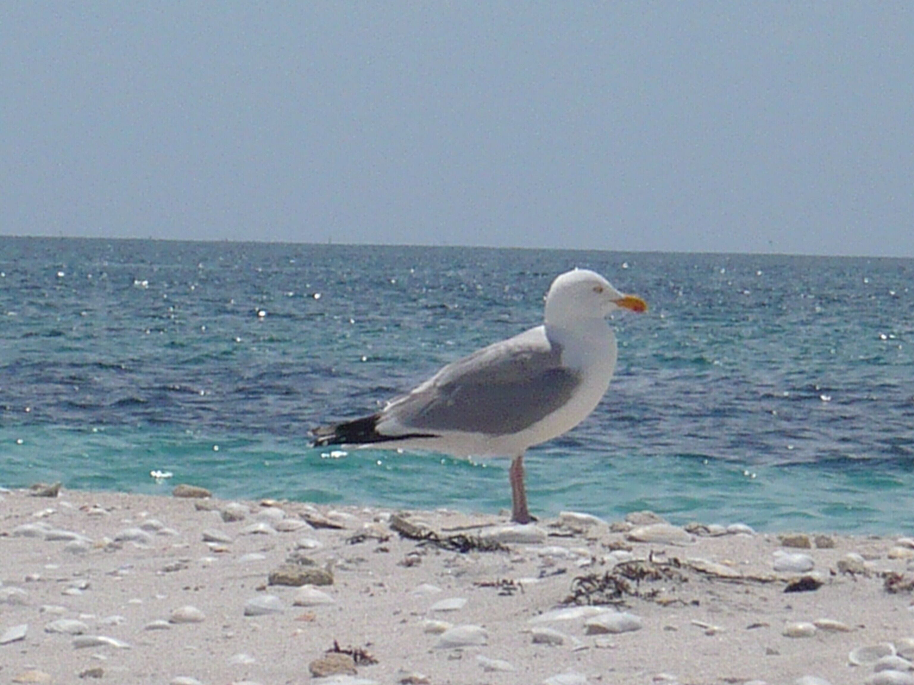 A seagull standing on a sandy beach with the ocean in the background.