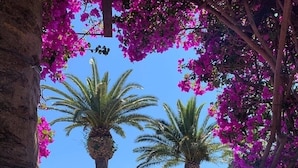 Vista a través de un arco adornado con flores de buganvilla rosadas y palmeras, con cielo despejado.
