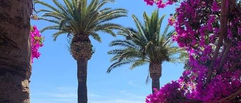 Une vue à travers une arche ornée de fleurs de bougainvillier roses et de palmiers, le tout se détachant sur un ciel dégagé.