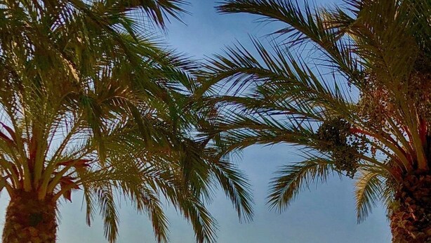 Escena de playa con palmeras, sombrillas y una persona meditando.