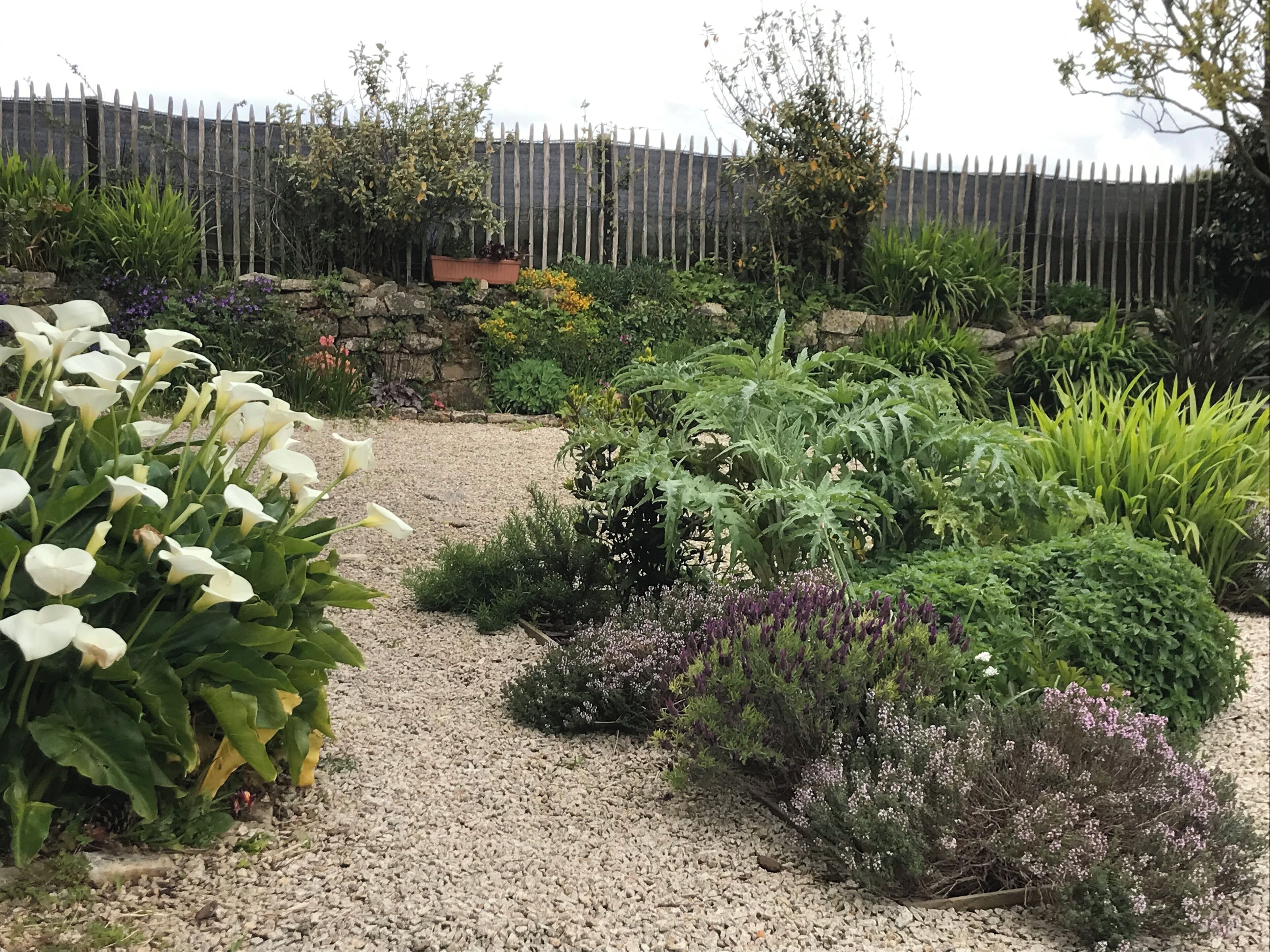 Un jardin avec différentes espèces de plantes et un chemin de gravier.