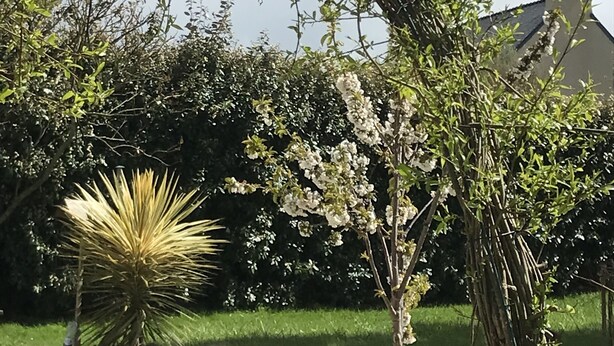 Een tuin met verschillende planten, waaronder een bloeiende boom en een yucca.