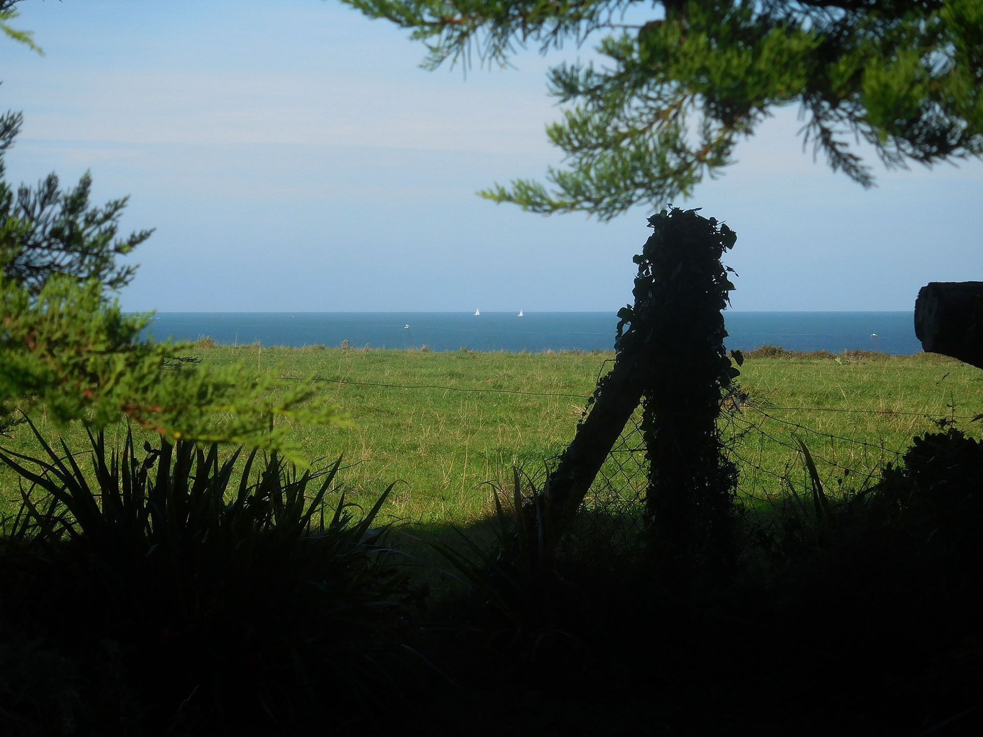 A coastal landscape with a grassy field, a tree, and the sea in the background.