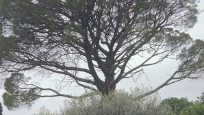 Ein großer Baum in einer angelegten Grünanlage mit Pool und einem weißen Gebäude im Hintergrund.