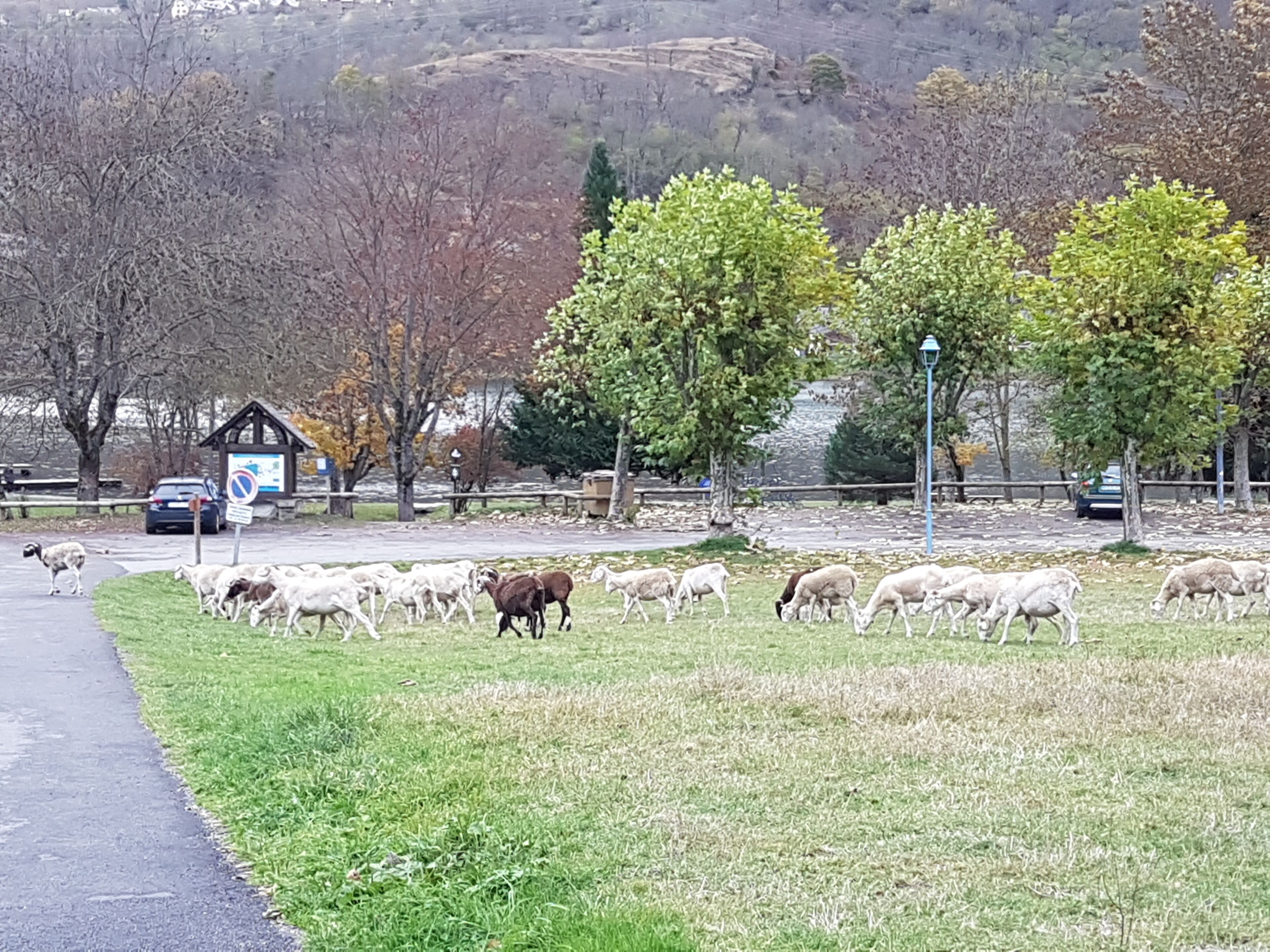 A grassy area with a herd of sheep and goats grazing near a road.