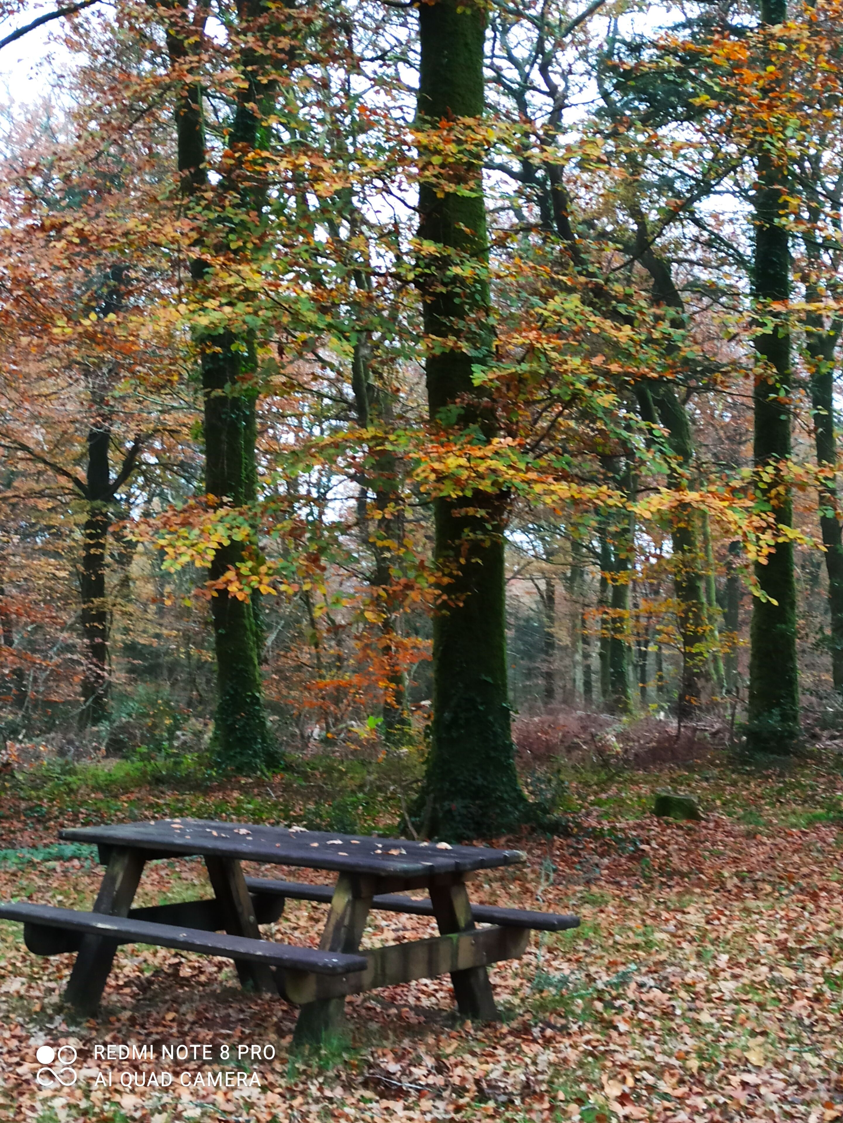 A wooden picnic table in a forest with autumn leaves.