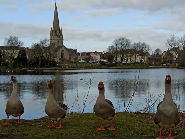 A group of geese standing by a lake with a church and residential buildings in the background.