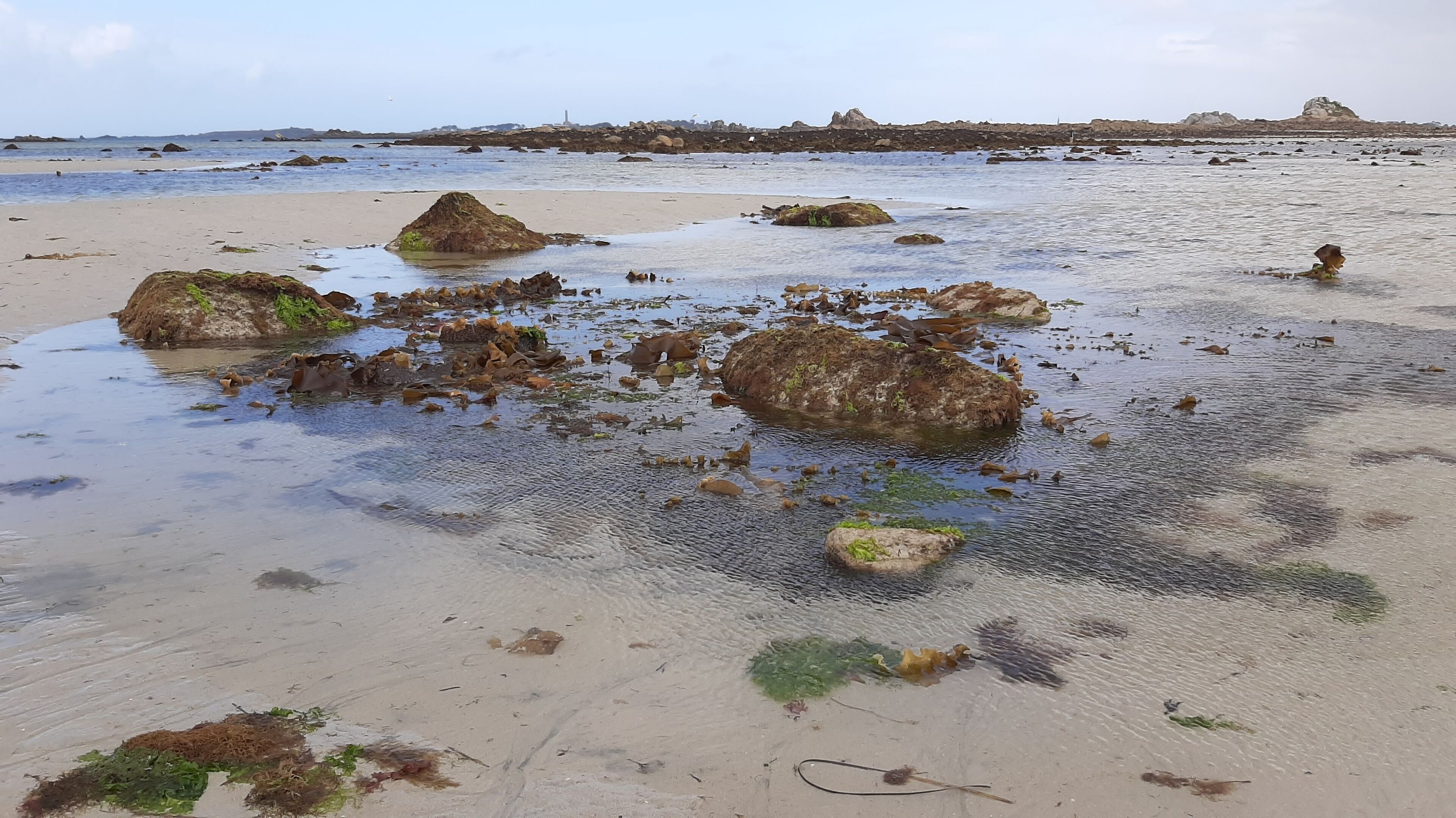 Uma praia com rochas dispersas e algas marinhas.