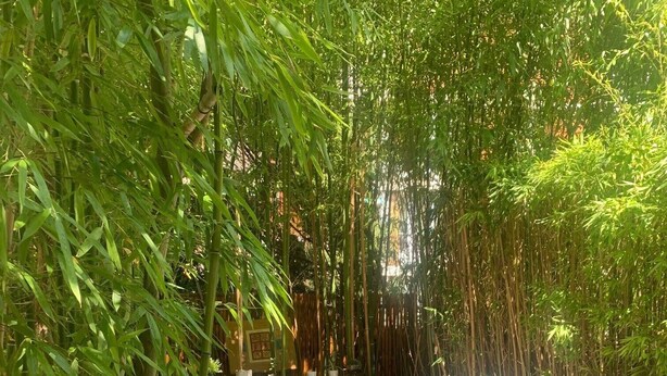 A bamboo garden with a dining area featuring a table and chairs, surrounded by tall bamboo plants. - House borders of Marne, between Disney and Paris! (Le Perreux-Sur-Marne)