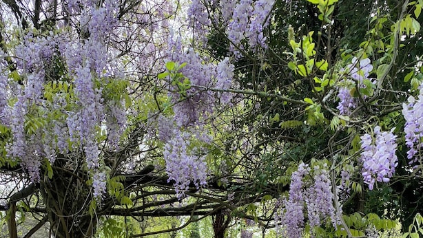 Een tuin met paarse wisteria die over bomen hangt, een gazon en een metalen hek op de achtergrond.