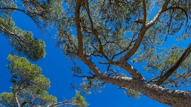 Un sentier en bois mène à une plage où l’eau est d’un bleu turquoise limpide et où l’on trouve de nombreux arbres verdoyants.