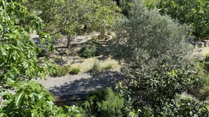 Un jardin agrémenté de divers arbres et arbustes, d’un banc en pierre et d’un chemin de gravier.