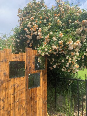 Stroll through the garden gate into a serene green field.