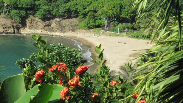 Ein Strand mit klarem Wasser, üppiger Vegetation und sandigem Ufer.