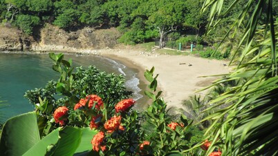 FIGUIER ANSE - Gite de France NEBRASKA