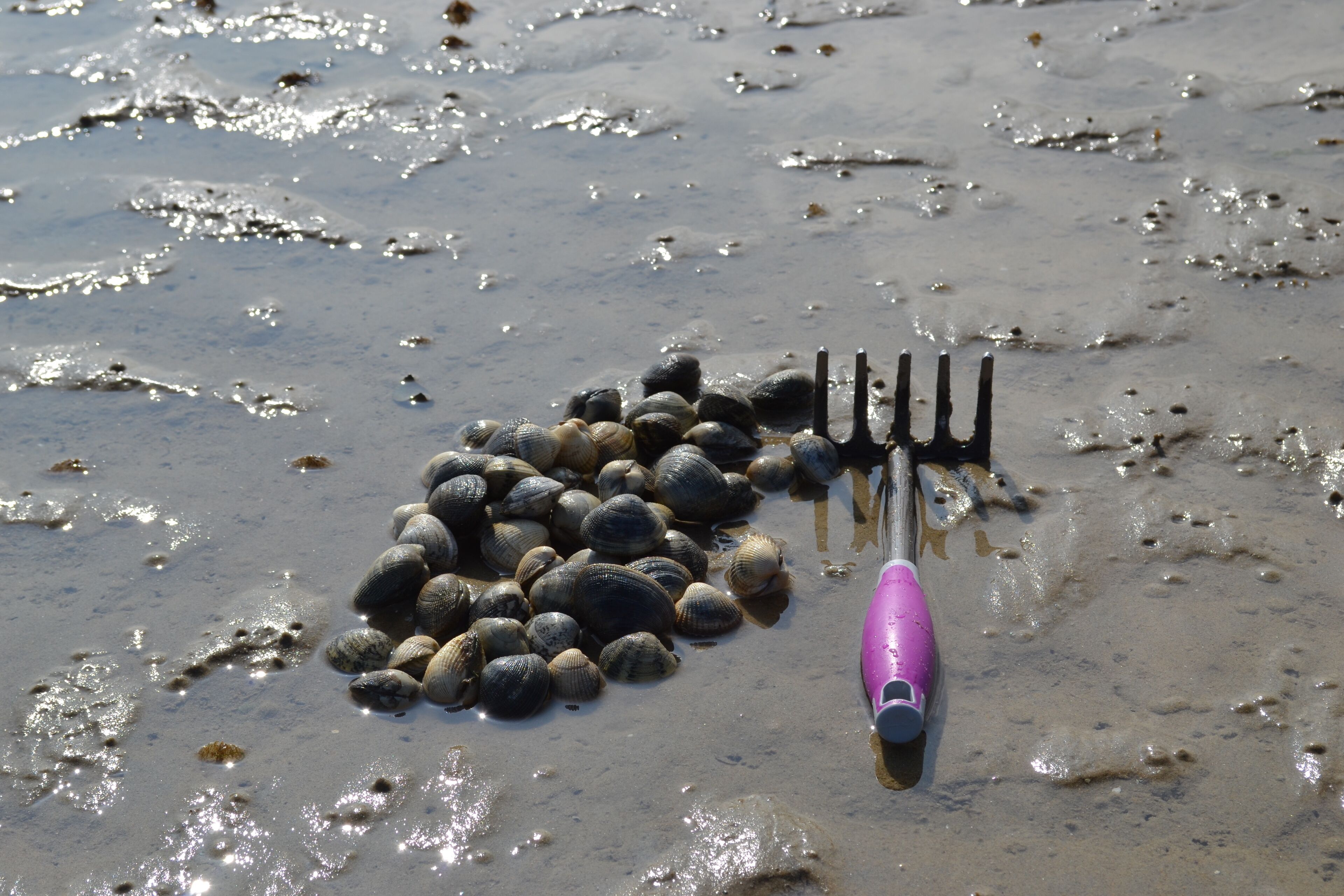 A sandy beach with a pile of seashells and a purple bottle.
