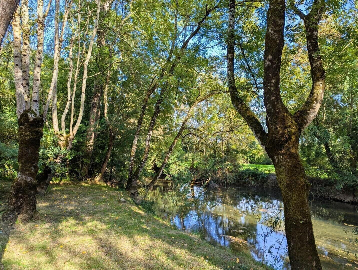 A tranquil forest scene with a calm water body, surrounded by tall trees and dense foliage.