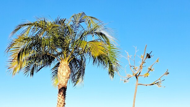 Une plage avec un palmier dans un pot en bois, un baril bleu et un bloc blanc sur le sable.
