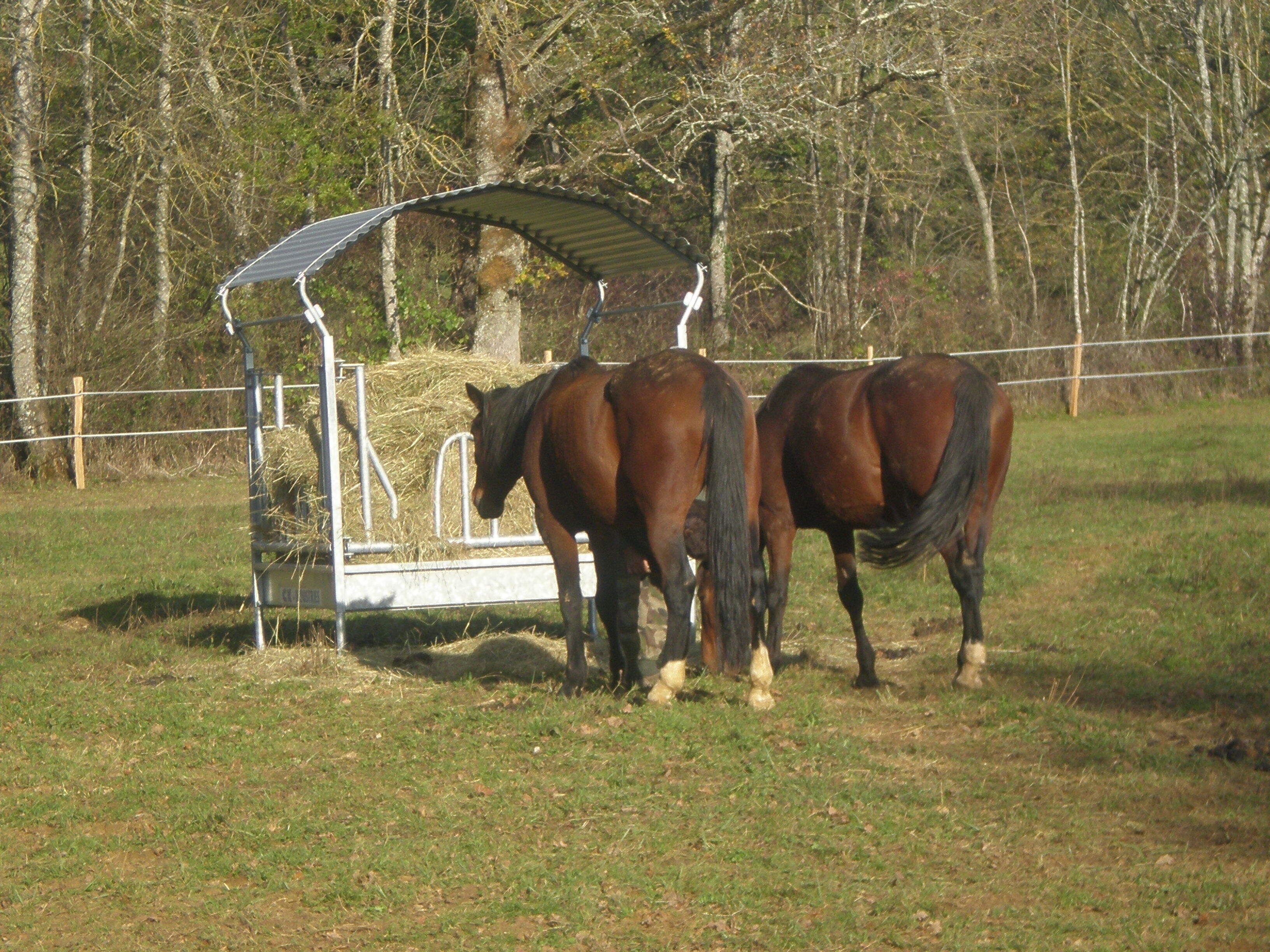 Nos chevaux Quelle et Nippon