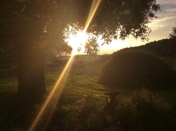 A sunset with a bright sun and a tree in the foreground.